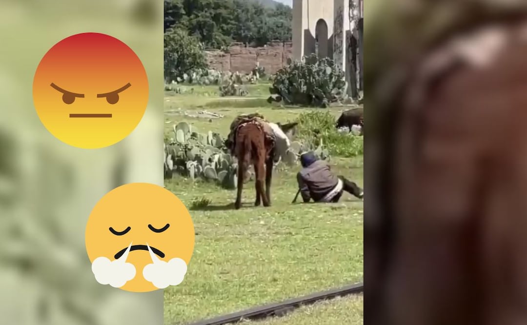 Rescatan a un burro tras denuncia por presunto maltrato en Hidalgo | Captura de video
