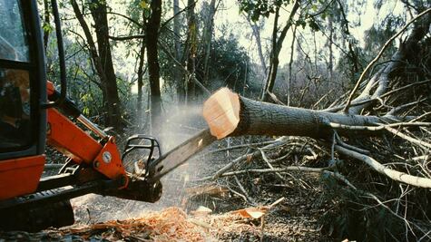 Retirarán 35 árboles del estacionamiento del mercado Benito Juárez en Pachuca