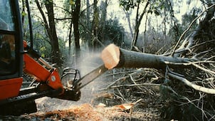 Retirarán 35 árboles del estacionamiento del mercado Benito Juárez en Pachuca