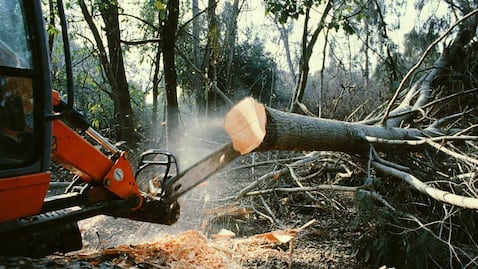Retirarán 35 árboles del estacionamiento del mercado Benito Juárez en Pachuca
