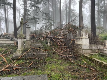Daños en panteón inglés: cae árbol sobre varias tumbas
