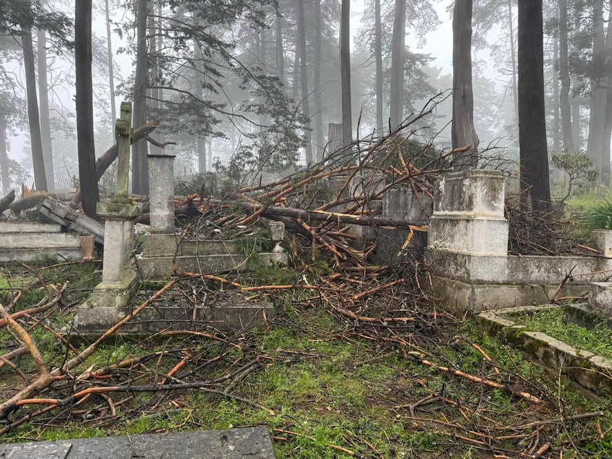 Un árbol cayó al interior del panteón inglés luego de las constantes lluvias I
foto: Especial