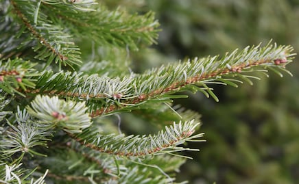 Plaga de gusano descortezador amenaza al Parque Nacional El Chico