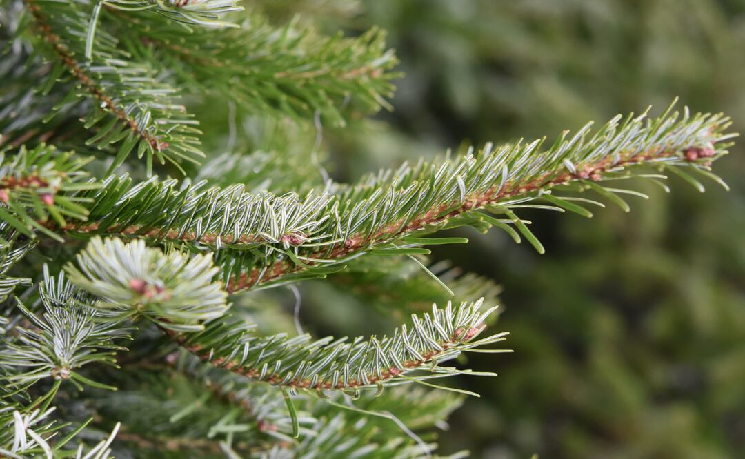 En 1982 el Parque Nacional El Chico fue declarado área protegida. Se integra con 2 mil 739 hectáreas |Foto: Pixabay