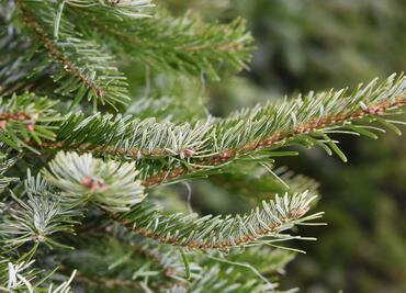 Plaga de gusano descortezador amenaza al Parque Nacional El Chico