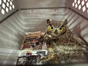 Inicia el 2025 con un llamado de atención sobre la fauna silvestre en Pachuca