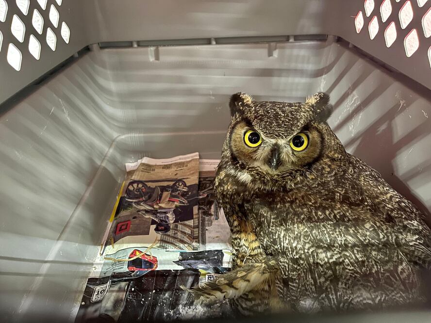 Facebook: Unidad de Rehabilitación de Fauna Silvestre Pachuca