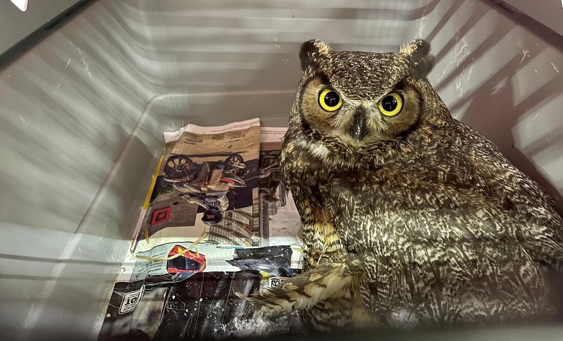 Facebook: Unidad de Rehabilitación de Fauna Silvestre Pachuca