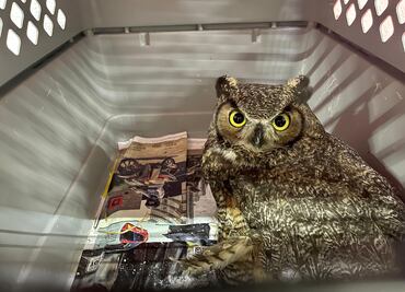 Inicia el 2025 con un llamado de atención sobre la fauna silvestre en Pachuca