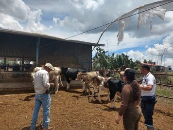 Pide diputado a Sedagroh revisión de ganado vacuno en Valle de Tulancingo