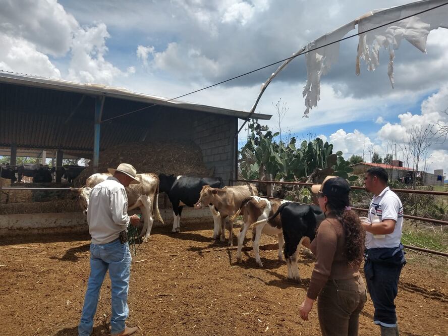 La Sedagroh realizó una necropsia en una de las vacas que murió en Metepec y envió las pruebas al Servicio Nacional de Sanidad, Inocuidad y Calidad Agroalimentaria (Senasica) para determinar los motivos de la muerte de los 15 bovinos.