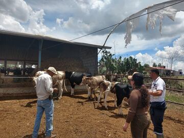 Pide diputado a Sedagroh revisión de ganado vacuno en Valle de Tulancingo