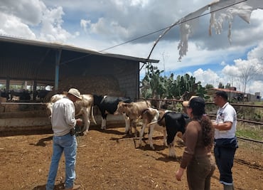 Pide diputado a Sedagroh revisión de ganado vacuno en Valle de Tulancingo