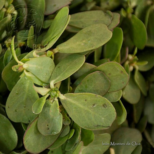 Tamales de xala: el tesoro culinario de San Agustín Metzquititlán | Foto: Biodiversidad Mexicana