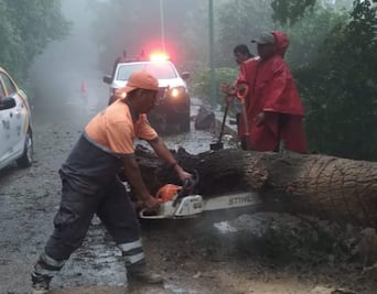 Derrumbe y caída de árbol bloquea carretera en tramo Tepetitlan-Yahualica