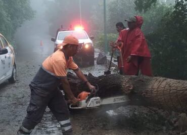 Derrumbe y caída de árbol bloquea carretera en tramo Tepetitlan-Yahualica