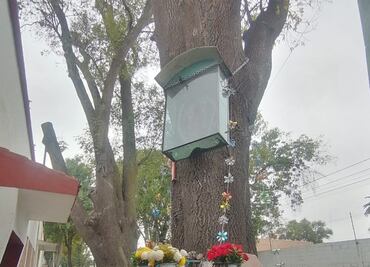 La Virgen del árbol, aparición mariana en Tulancingo desde el 2015