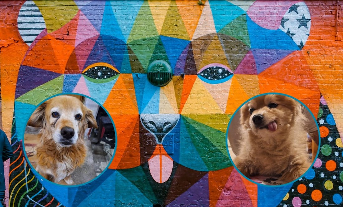 Modelos: Tobby el golden retriever y Winston el pomerania | Fotos: Cinthya Carbajal