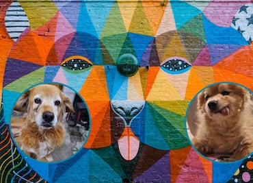 Convocan al primer encuentro de muralistas hidalguenses “Arte Perrón” en la Feria de San Francisco