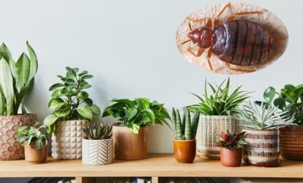 3 plantas para alejar las chinches de tu hogar; descubre su grandes beneficios 