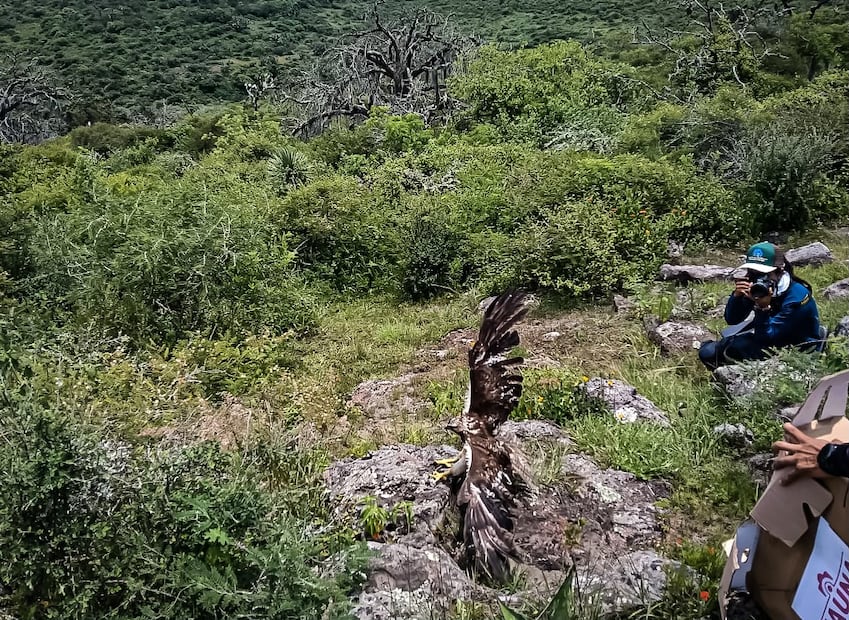 Devuelven a la naturaleza 32 ejemplares de fauna silvestre rehabilitados en Pachuca | Foto: Unidad de Fauna