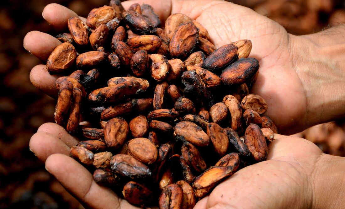 Solo se entregará un kilogramo de cacao y un kilogramo de azúcar por vivienda en siete sedes de la Huasteca y la Sierra hidalguense | Foto: Pixabay