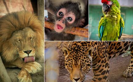 Más de dos mil visitantes disfrutan del Bioparque de Convivencia en Pachuca