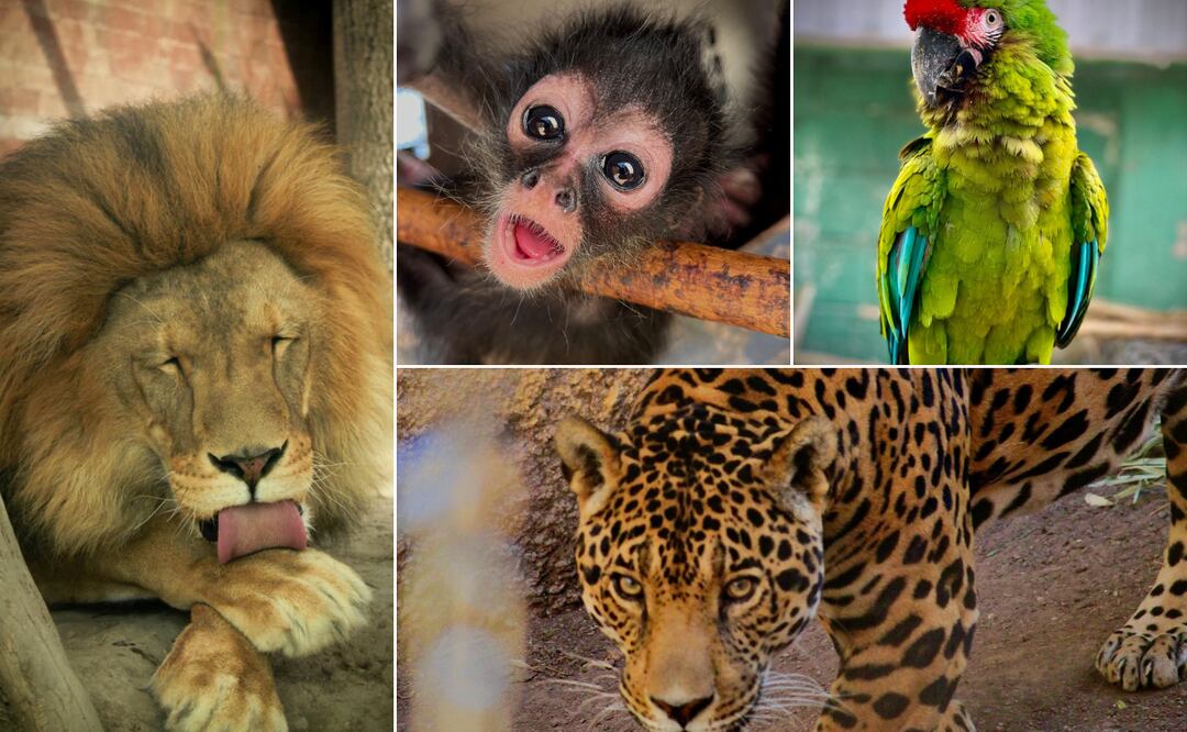 ¡Fin de semana lleno de vida en el Bioparque de Convivencia de Pachuca! Facebook: H. Ayuntamiento de Pachuca