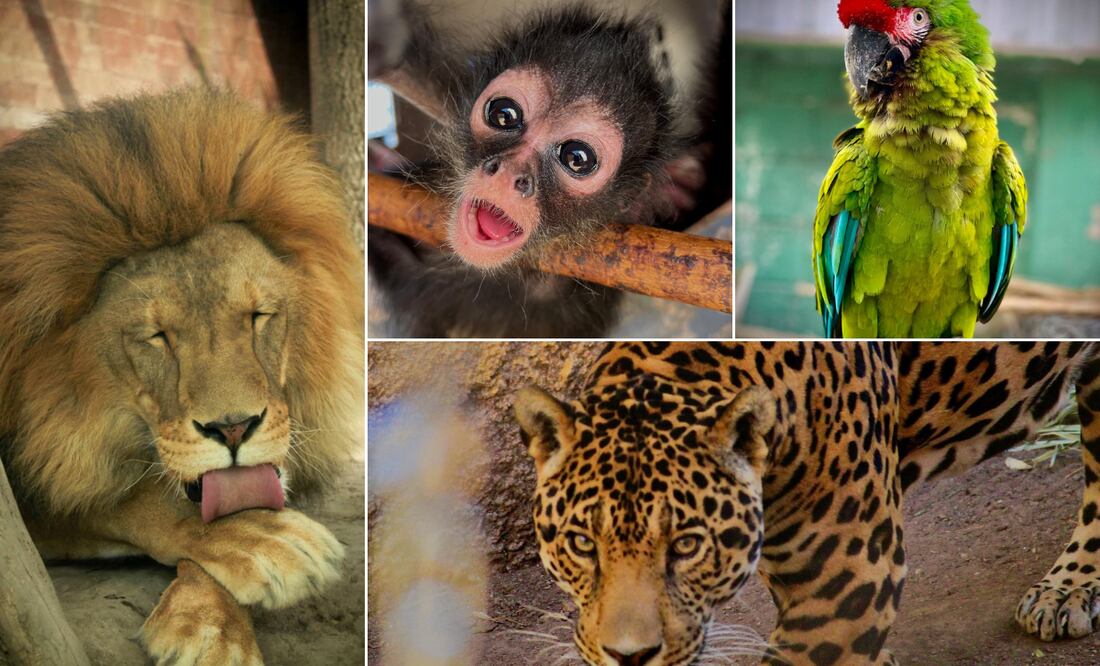 ¡Fin de semana lleno de vida en el Bioparque de Convivencia de Pachuca!  Facebook: H. Ayuntamiento de Pachuca