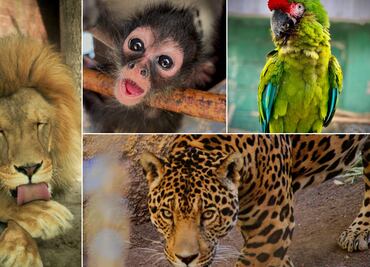 Más de dos mil visitantes disfrutan del Bioparque de Convivencia en Pachuca