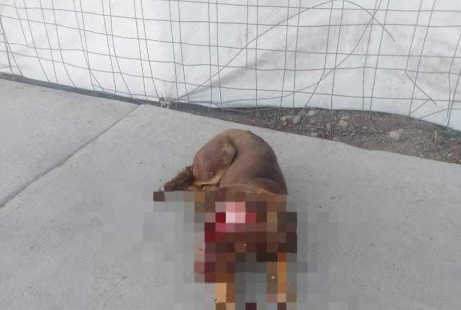 Indignación en Atitalaquia por ataque mortal a un perro | Foto: Especial