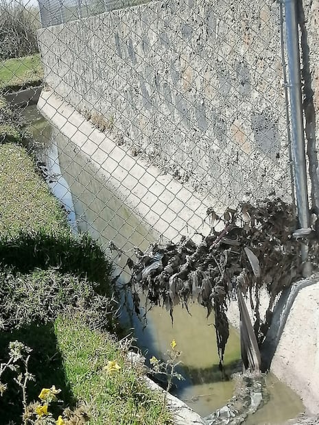 CEAA y CASSIM no acuden verificar planta de tratamiento en Singuilucan |Foto: Grisel Lira