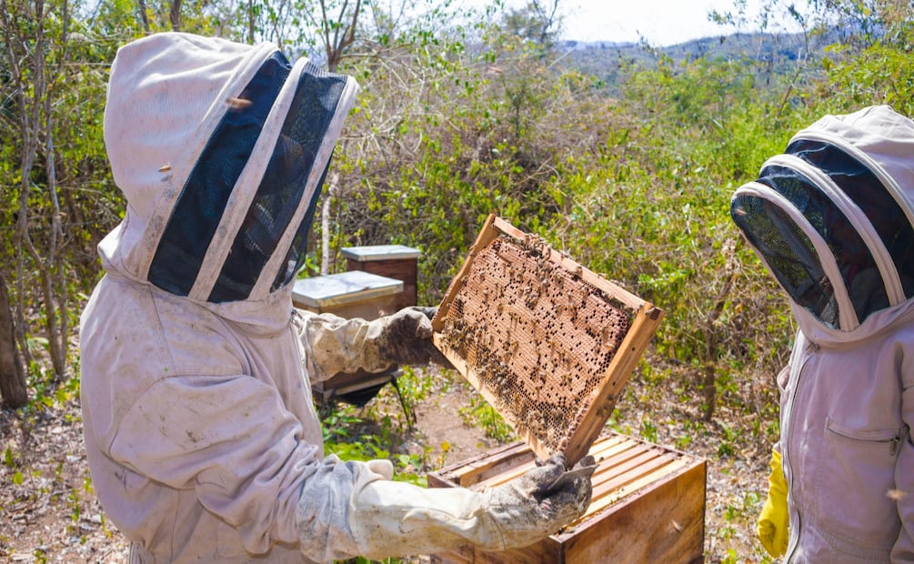 Tulancingo refuerza la protección de abejas con entrega de equipo a rescatistas voluntarios | Foto: Pexels