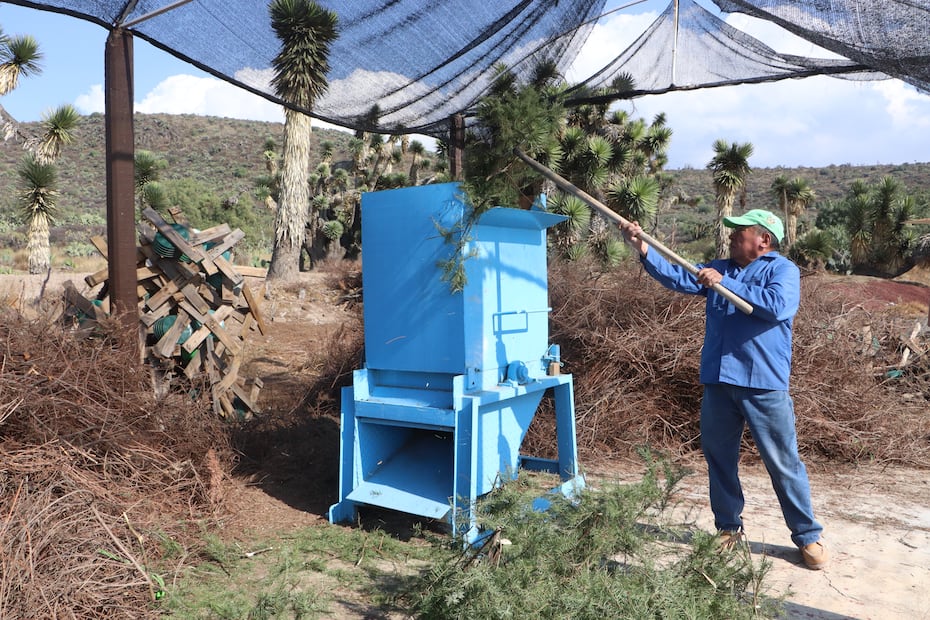 Semarnath impulsa reciclaje de árboles navideños con campaña ambiental en Pachuca | Foto: Semarnath