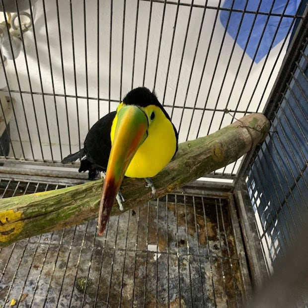 Denuncia ciudadana destapa cautiverio ilegal de aves protegidas en Villa de Tezontepec | Facebook: Unidad de Rehabilitación de Fauna Silvestre Pachuca