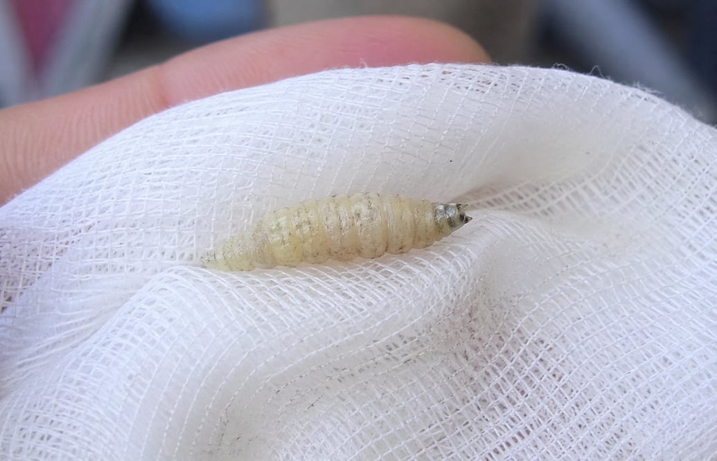 El Senasica mantiene el caso bajo análisis | Imagen generada con IA