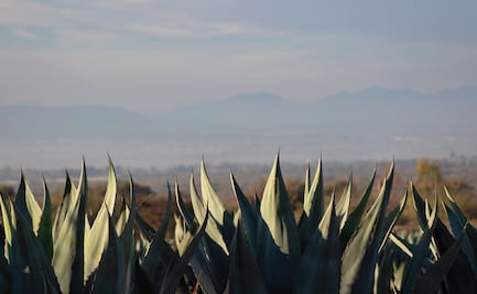 Productores rechazan veda del maguey que aprobaron los diputados