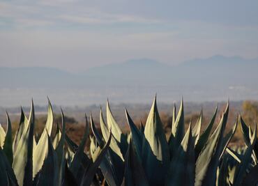 Productores rechazan veda del maguey que aprobaron los diputados