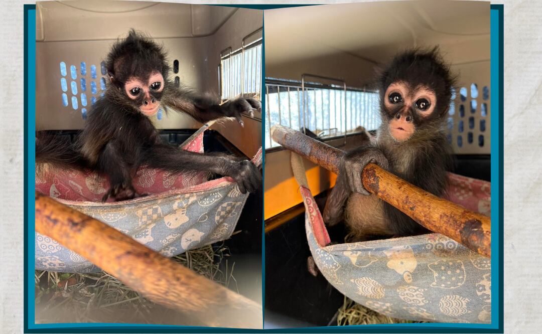 Facebook: Unidad de Rehabilitación de Fauna Silvestre Pachuca