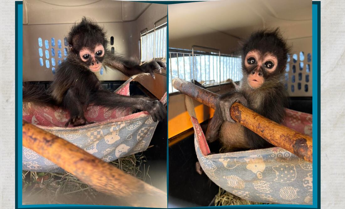 Facebook: Unidad de Rehabilitación de Fauna Silvestre Pachuca