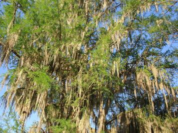 Plantan seis árboles “hijos” del emblemático Sabino en Zimapán