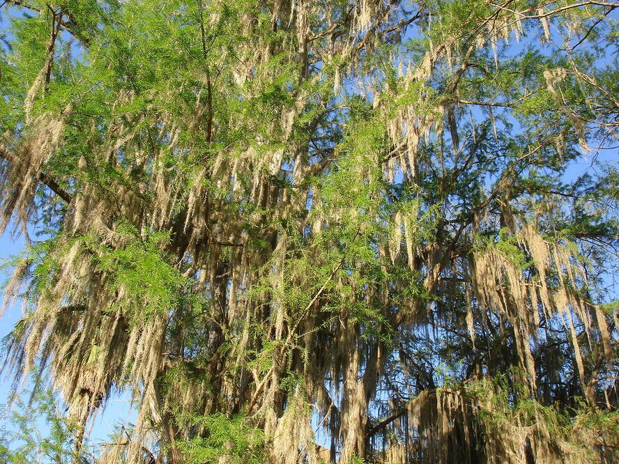 El Sabino es el más grande en el estado de Hidalgo, mide 25 metros de altura y 33 metros de diámetro de la copa | Foto: Flickr