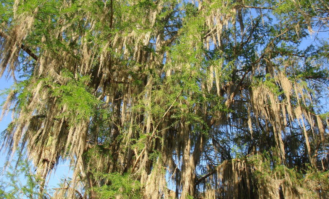 El Sabino es el más grande en el estado de Hidalgo, mide 25 metros de altura y 33 metros de diámetro de la copa | Foto: Flickr