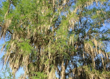 Plantan seis árboles “hijos” del emblemático Sabino en Zimapán