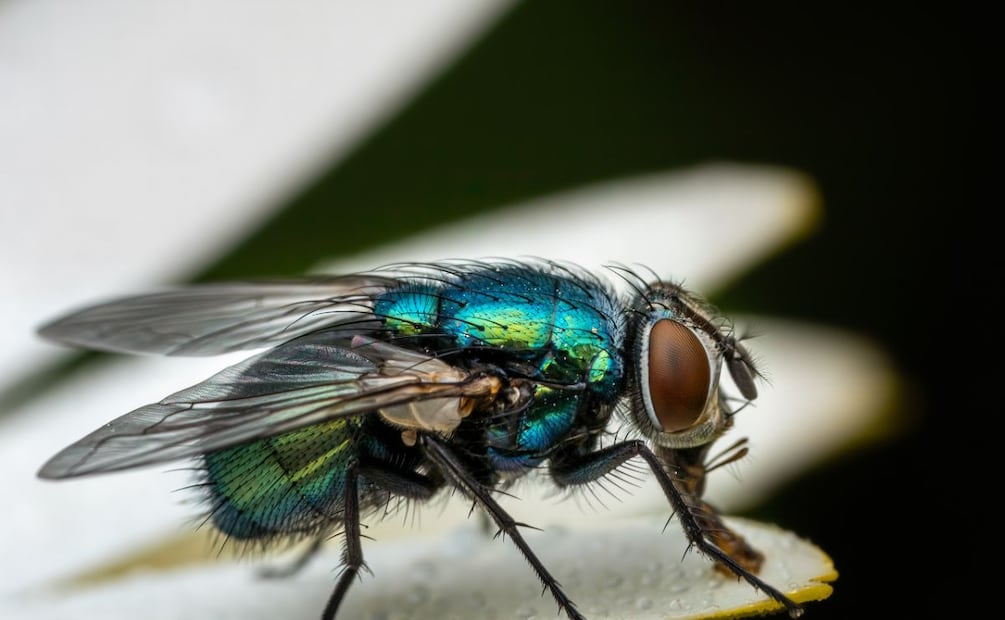 Confirman en Hidalgo el primer caso de miasis humana por gusano barrenador | Foto: Pexels