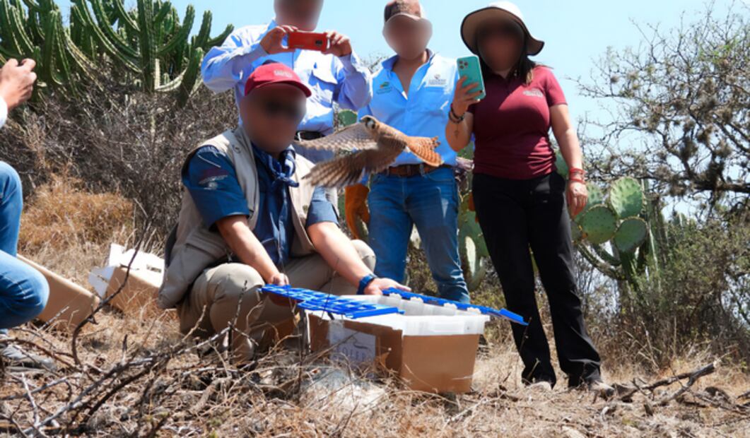 Regresan a su hábitat 16 animales silvestres en la Barranca de Metztitlán | Foto: PROFEPA