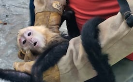 Profepa recibe 10 monos capuchinos trasladados ilegalmente en Tabasco; presentan heridas en la piel y deshidratación