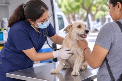 Tulancingo ofrecerá consultas veterinarias por 30 pesos para perros y gatos