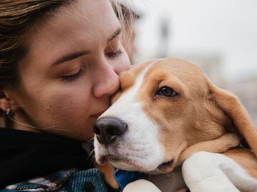 Promueven jornadas gratuitas de esterilización para mascotas en Pachuca