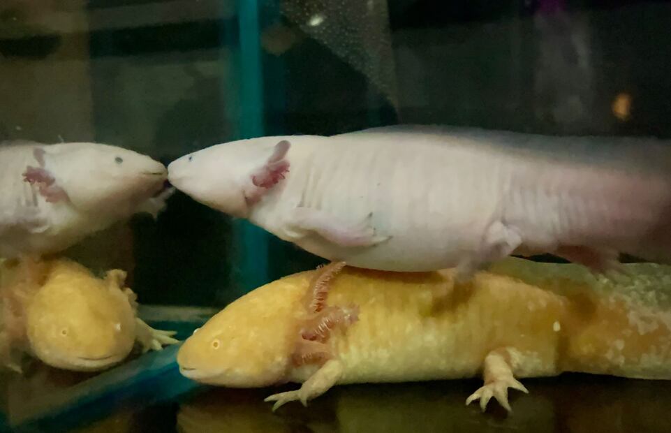 Este 1 de febrero se festeja a nivel nacional el Día  del Ajolote Mexicano, un anfibio que por sus características se ha vuelto emblema de la fauna y protección al ambiente.